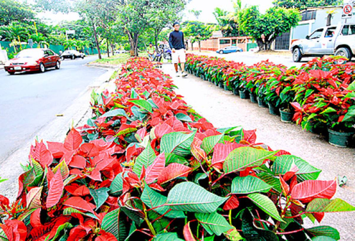 La alegría de la Navidad se apodera de la capital