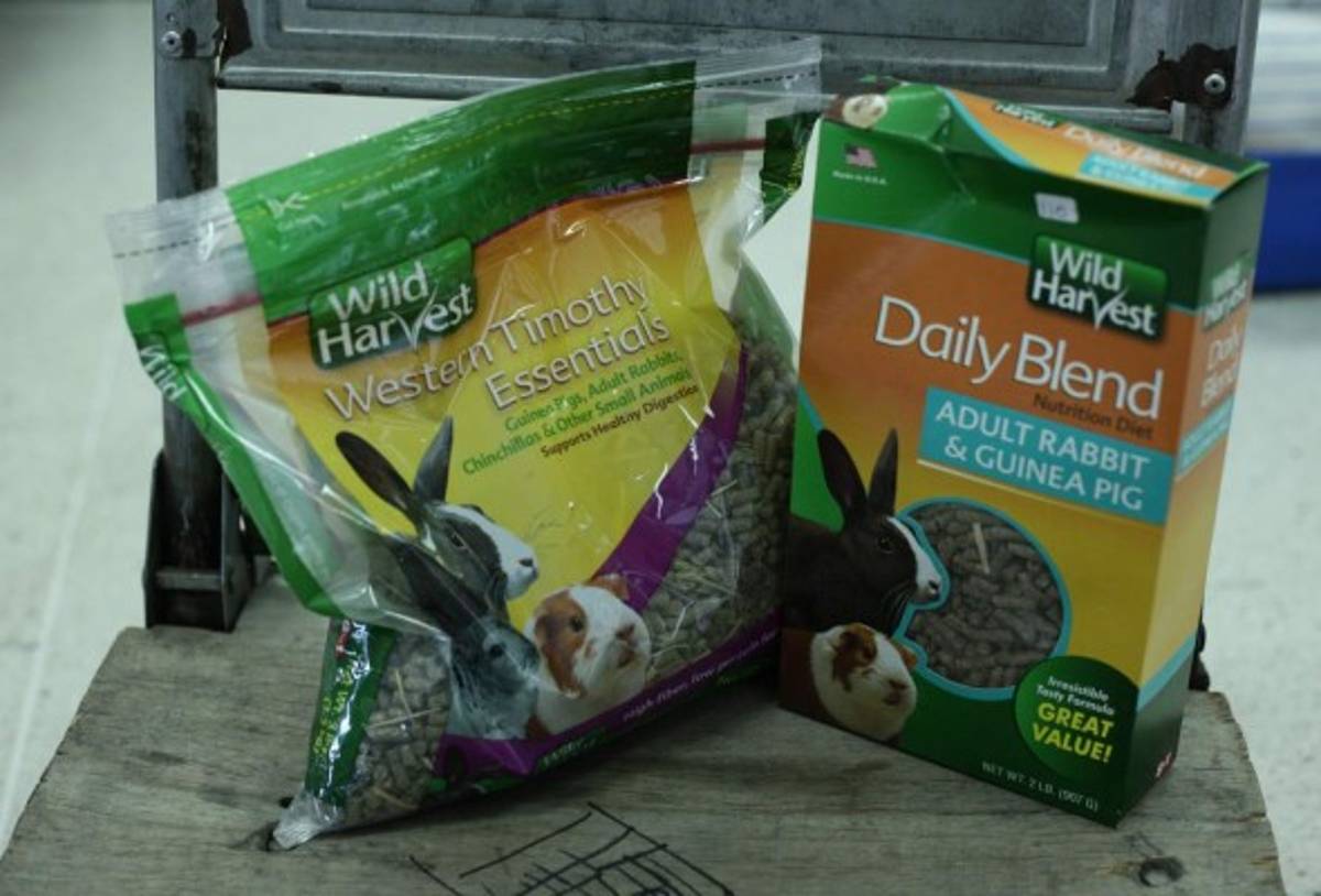 Lo que debe saber de los conejos