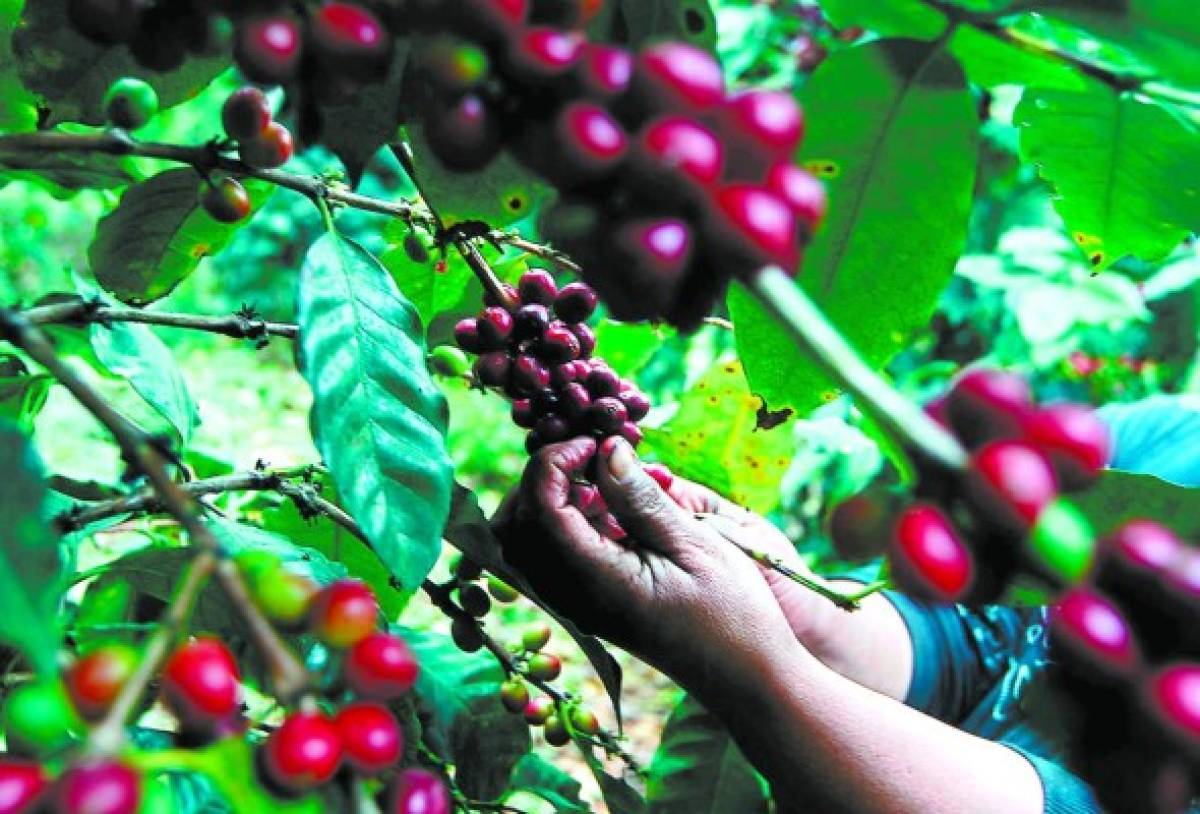 Precios 13% más bajos y un millón de quintales menos de café este año en Honduras