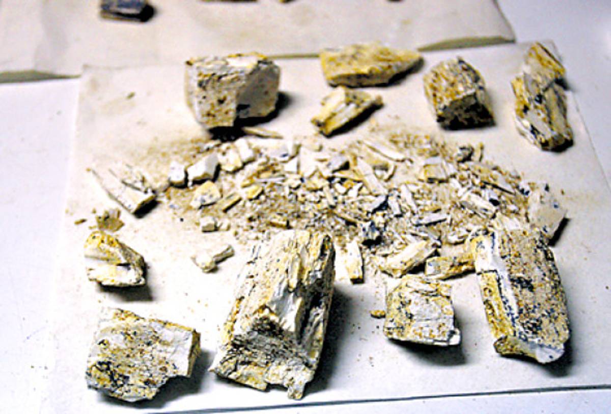 Colmillo de mastodonte estará listo en cinco meses