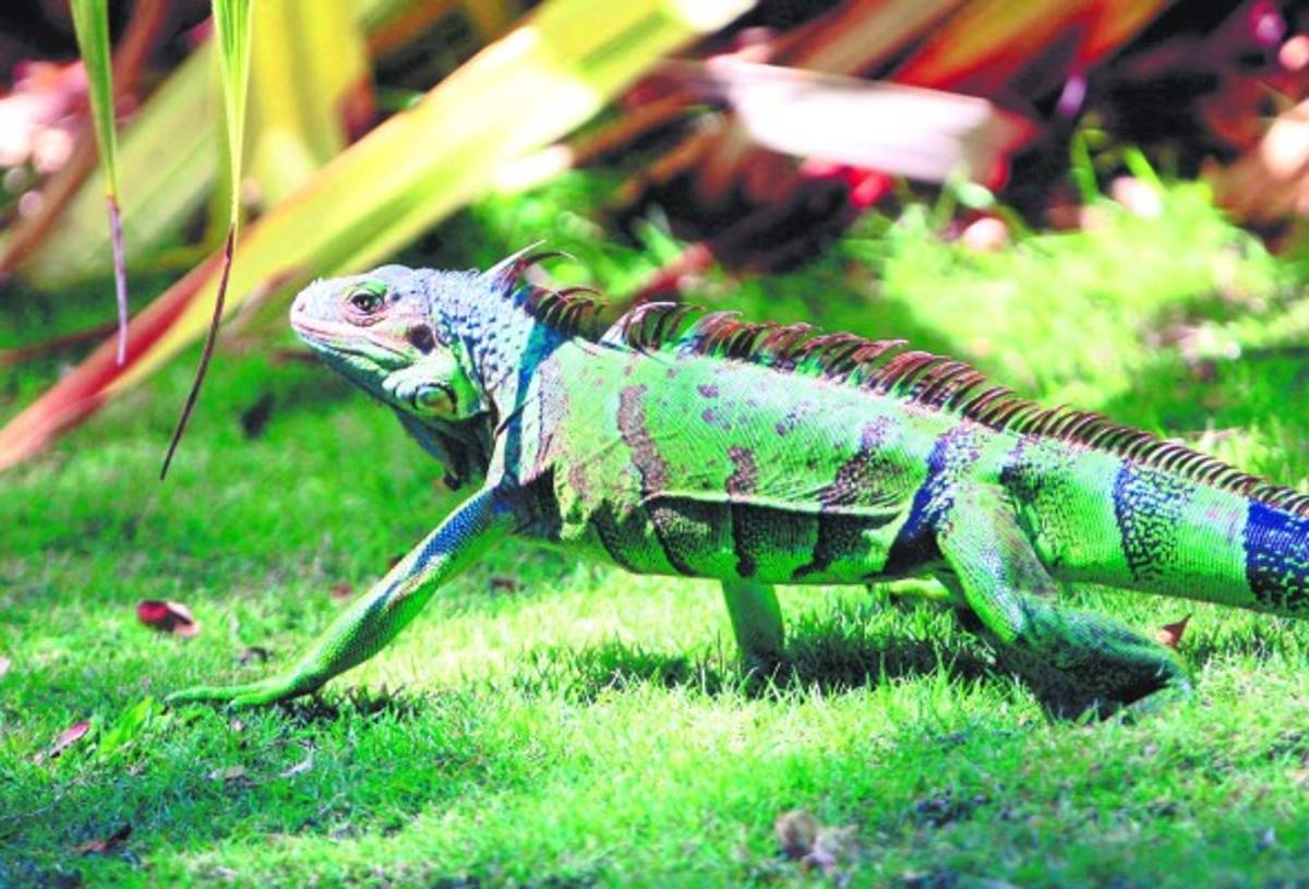 Aventura para explorar la vida silvestre en Roatán