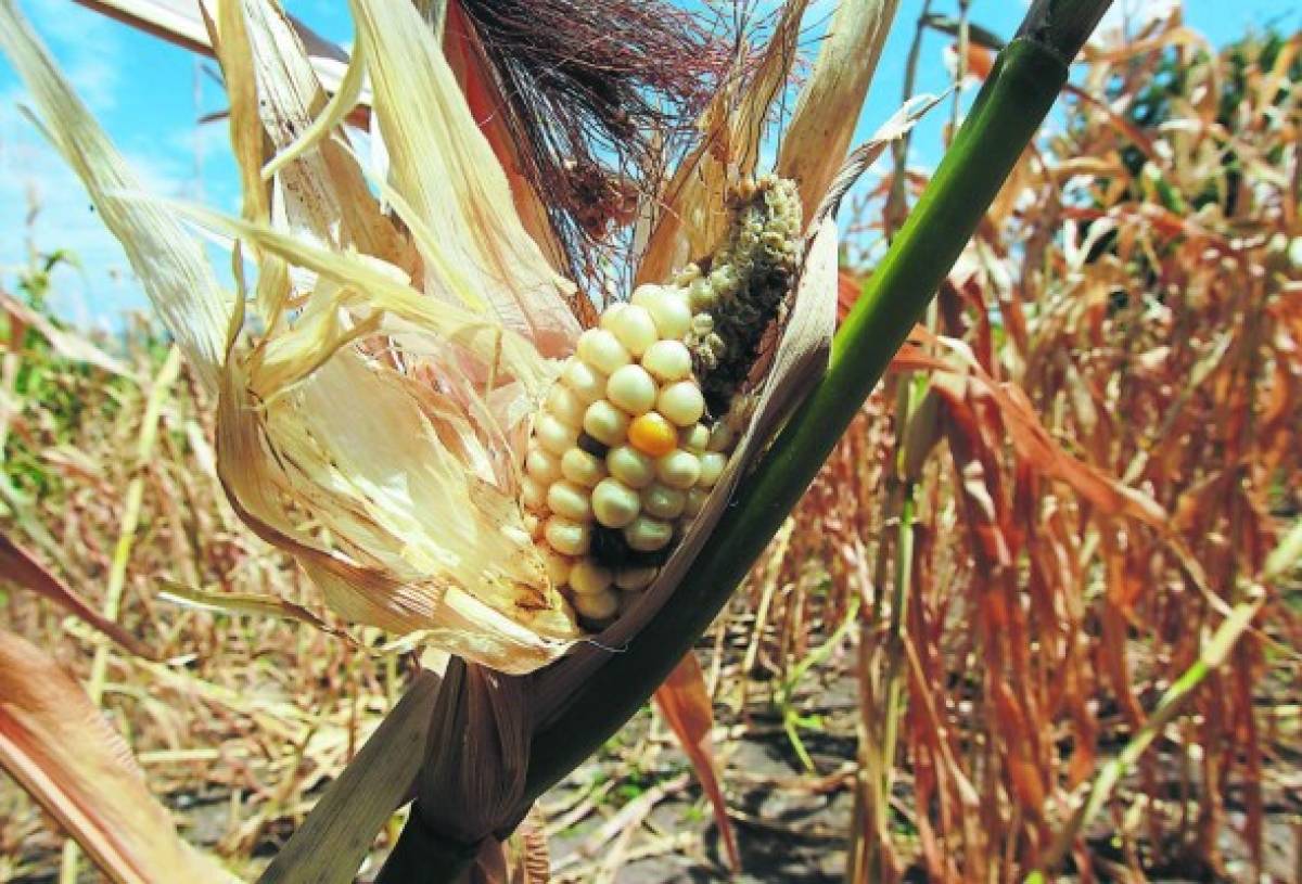 Semillas para postrera piden los campesinos