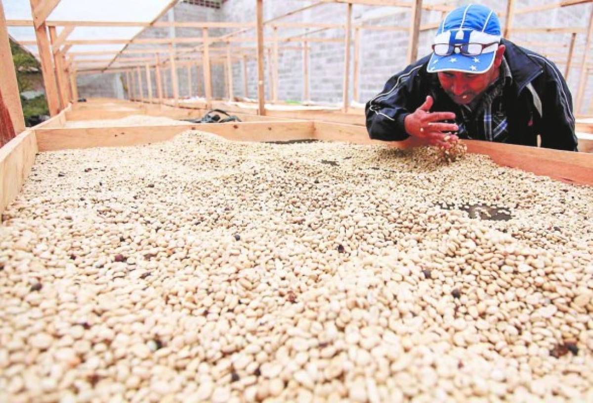 Honduras podría dejar de ser el quinto productor de café