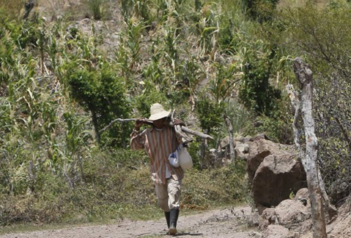 Varias cosechadoras tienen dos años sin agua