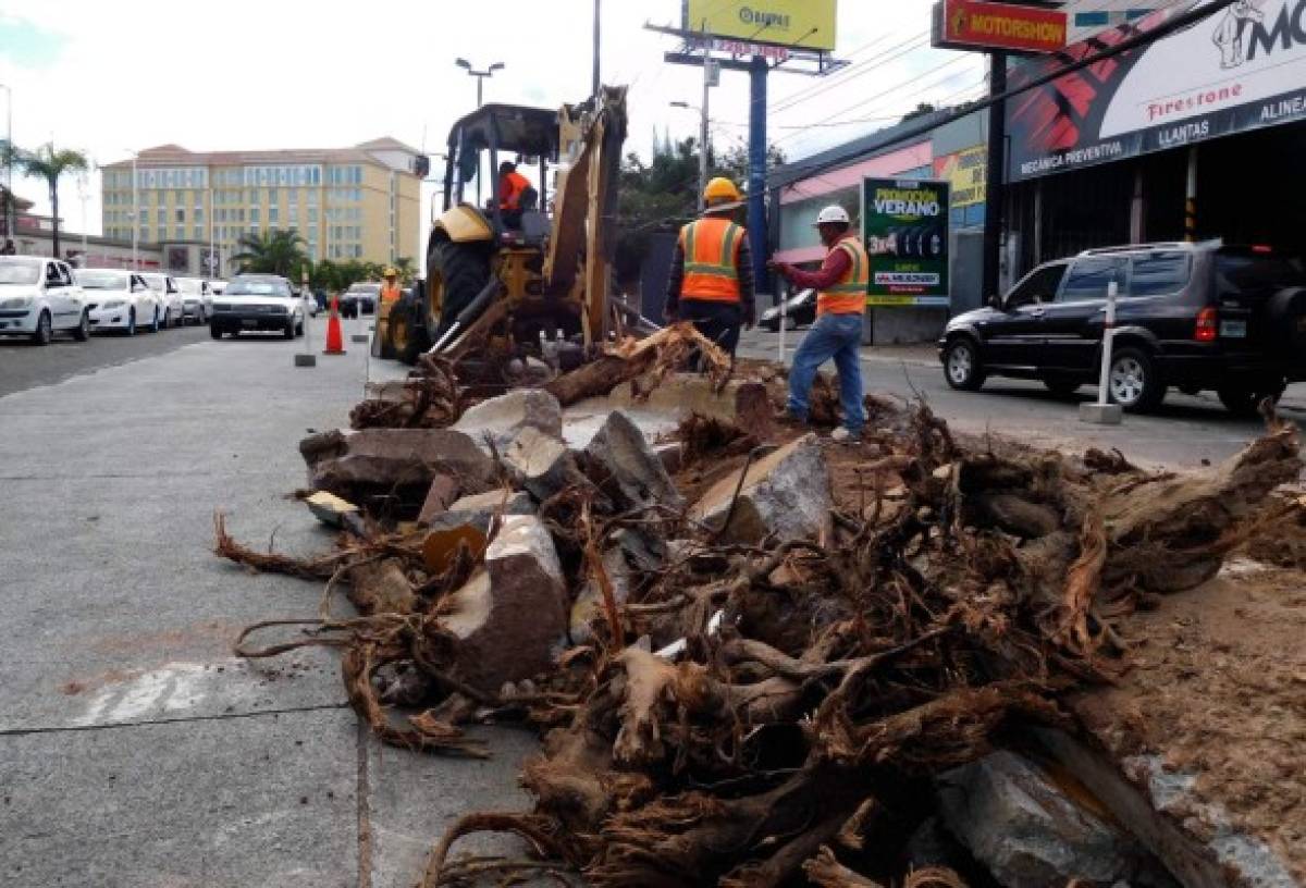 Con maquinaria pesada quitaron los troncos y raíces de los árboles que estaban en la mediana del bulevar.