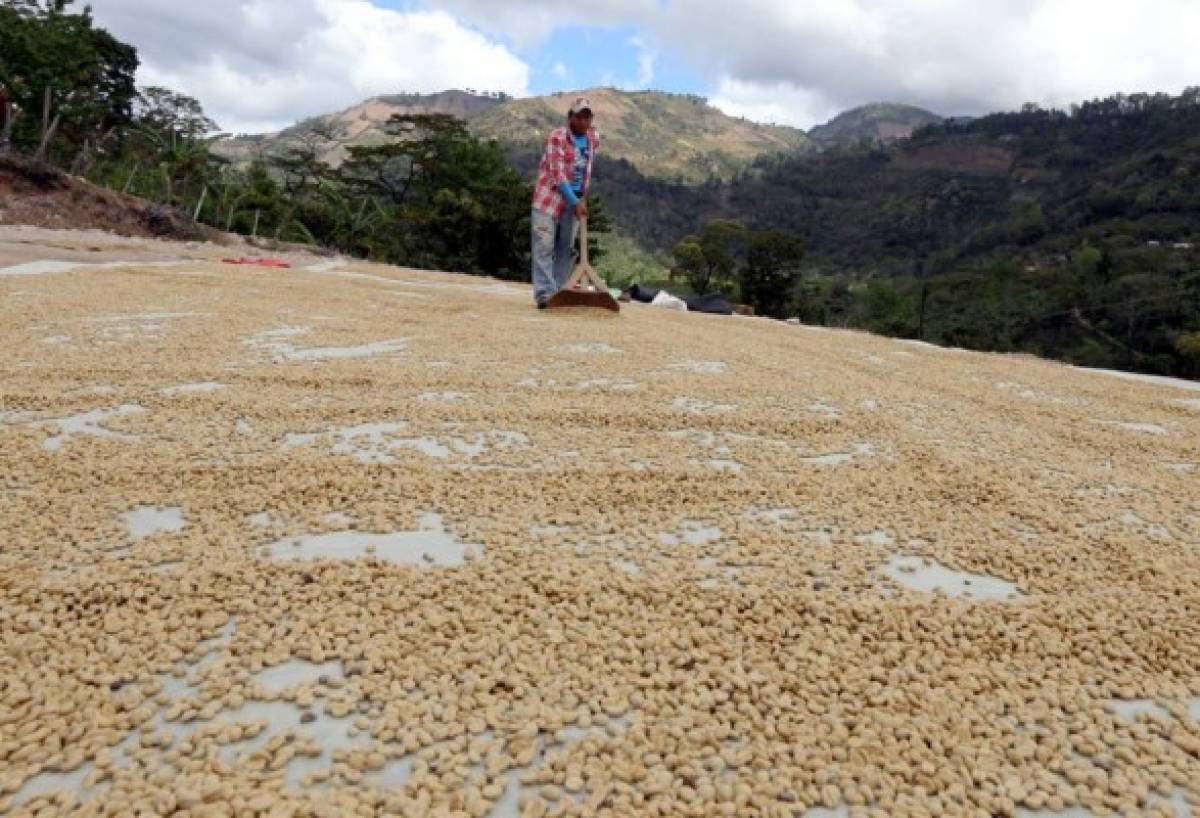 Santiago de Puringla, la cuna del café de excelencia