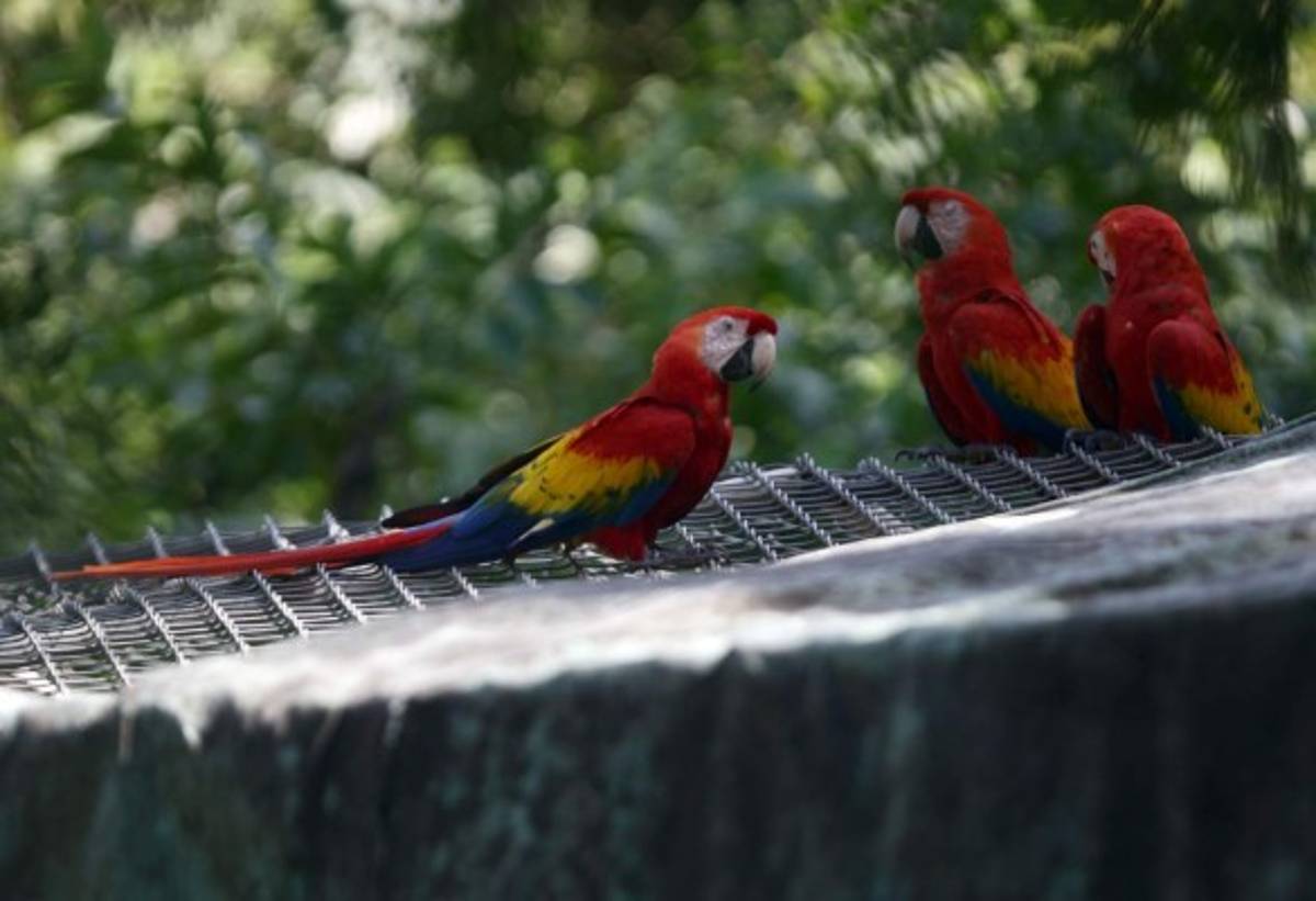 Aventura para explorar la vida silvestre en Roatán