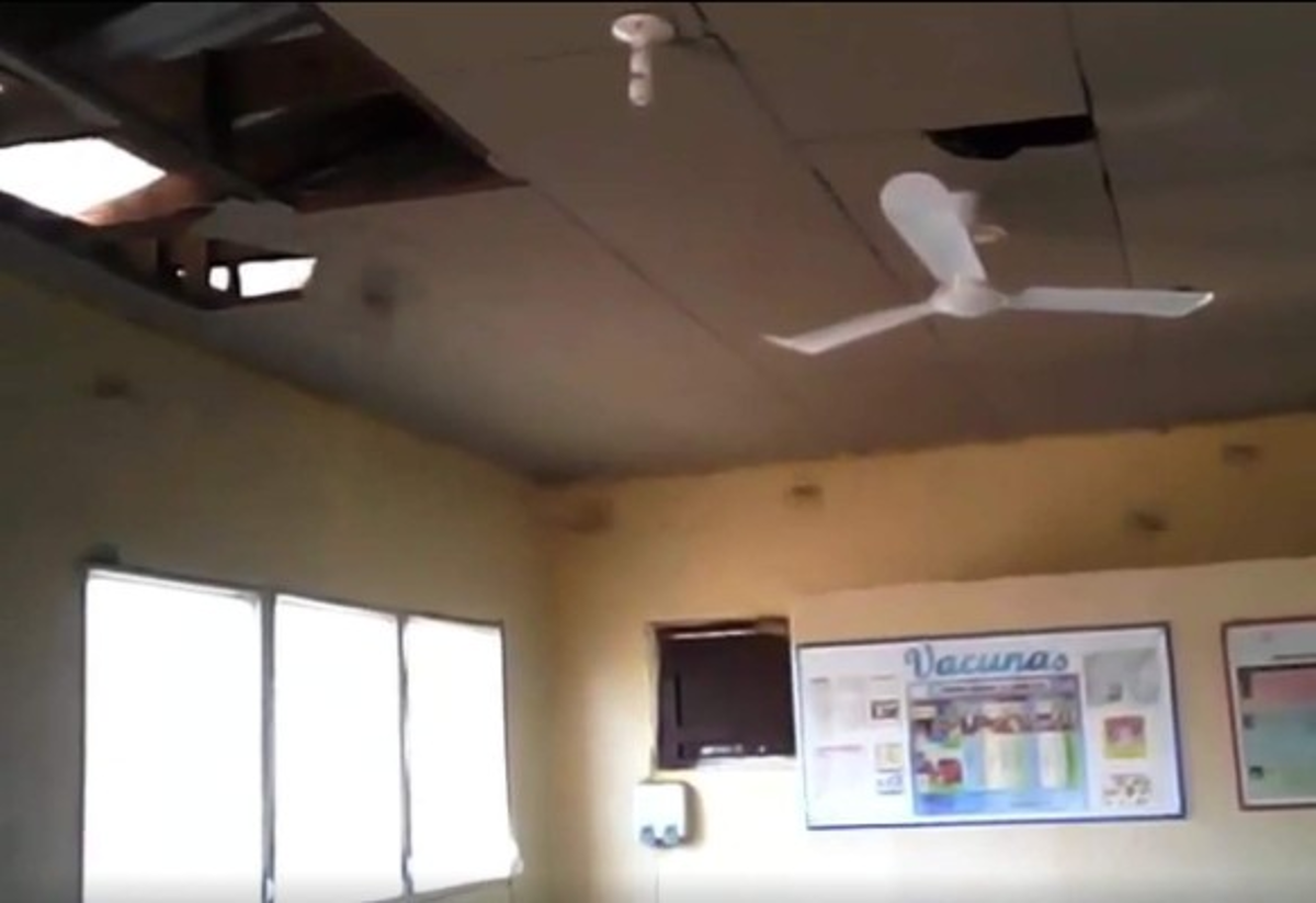 Los animales se esconden en el techado del centro asistencial. Foto captura