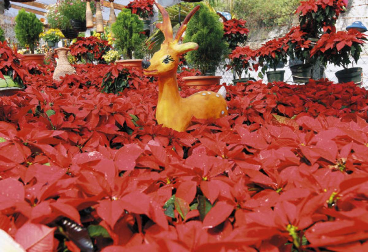 Productos del campo adornan la Navidad