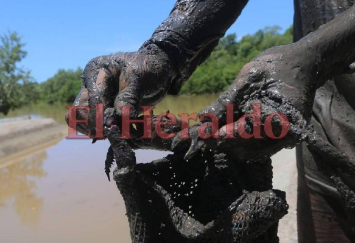 Solidaridad y respuesta para atender a niños hondureños de la frontera