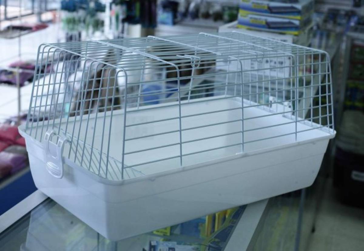 Lo que debe saber de los conejos