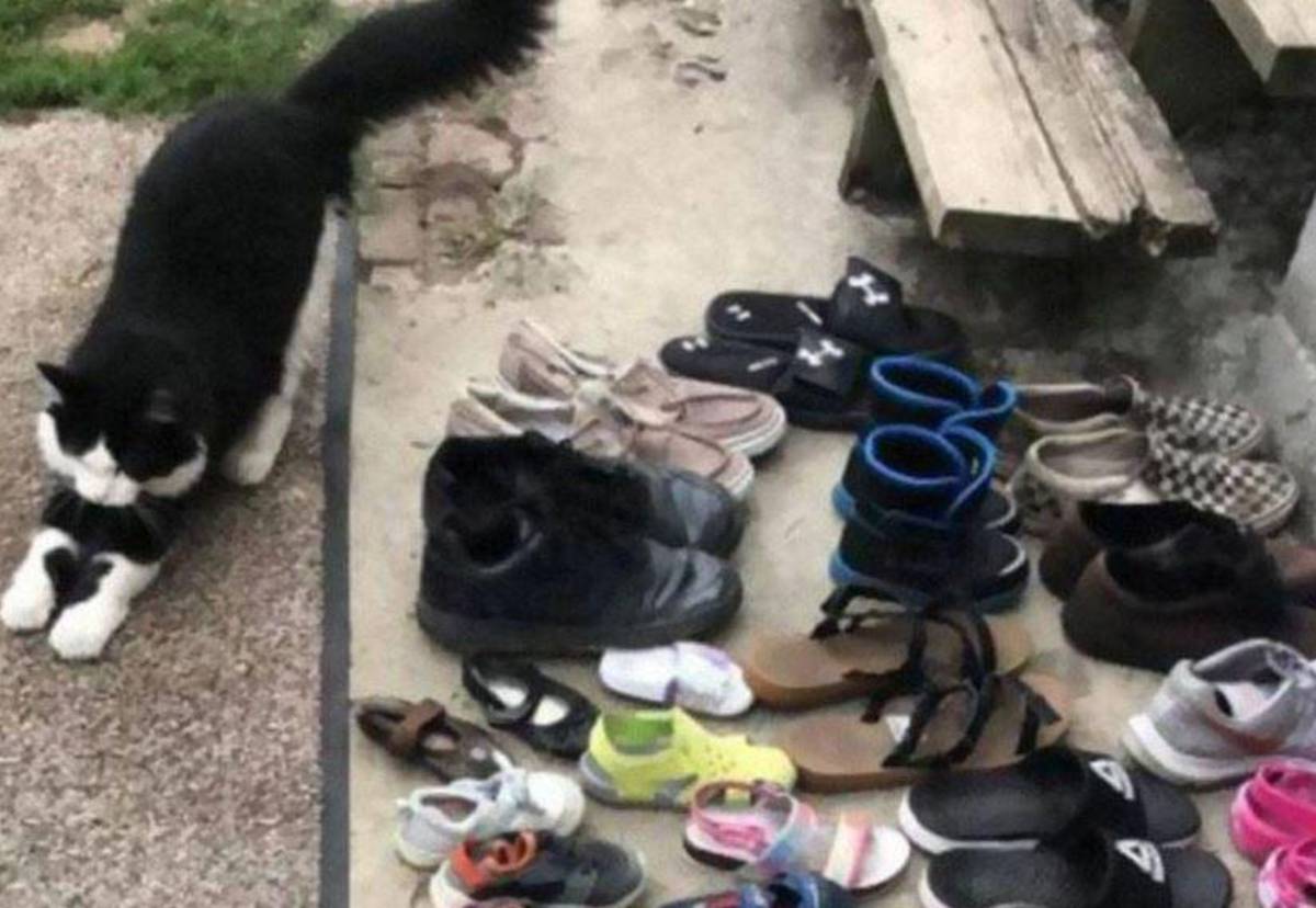 Descubren a gato que sale en las noches a robar zapatos