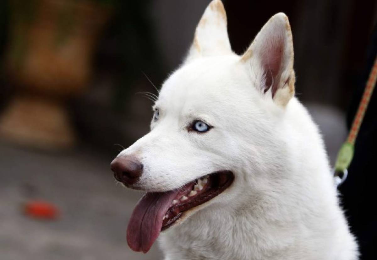 Huskylandia Hn, una manada de amigos unidos por el bien de sus mascotas