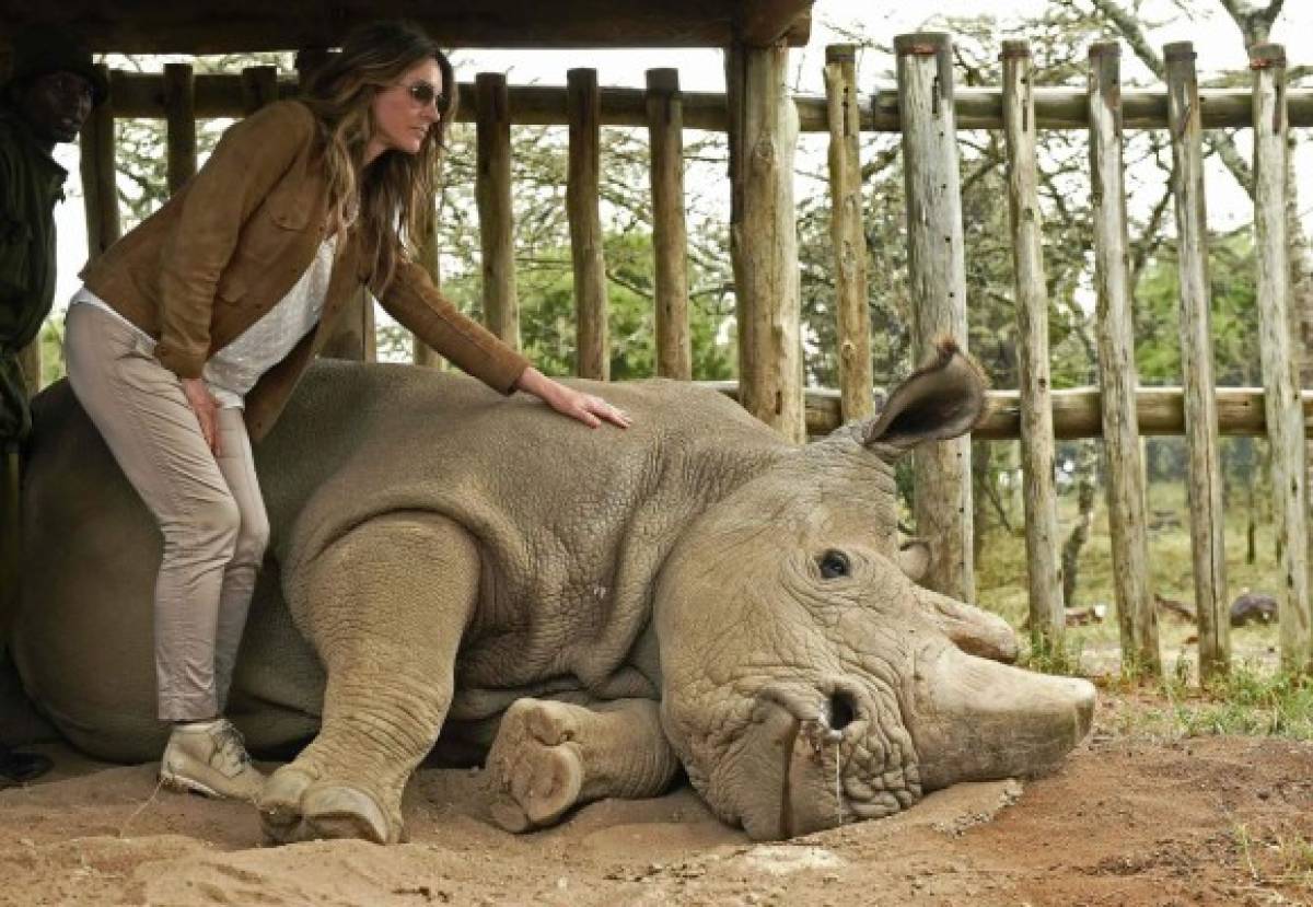 Murió el último rinoceronte blanco macho en Kenia a los 45 años 