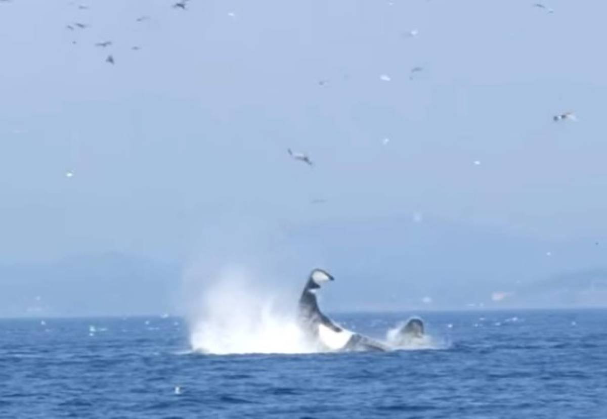 Una orca lanza a una foca a 80 pies al aire