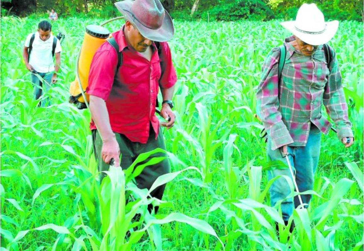 Honduras: Regularán agroquímicos