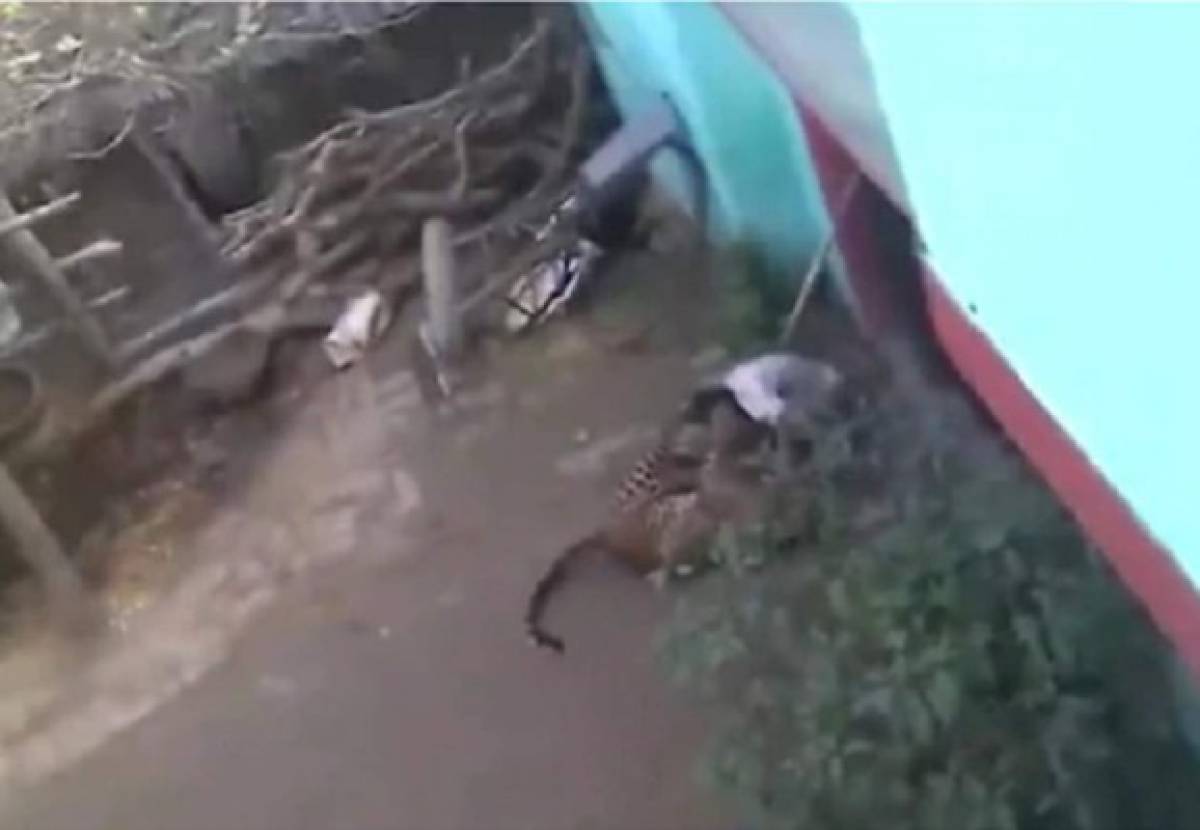 El leopardo atacó al hombre en su casa, pero este pudo defender su vida con un palo.