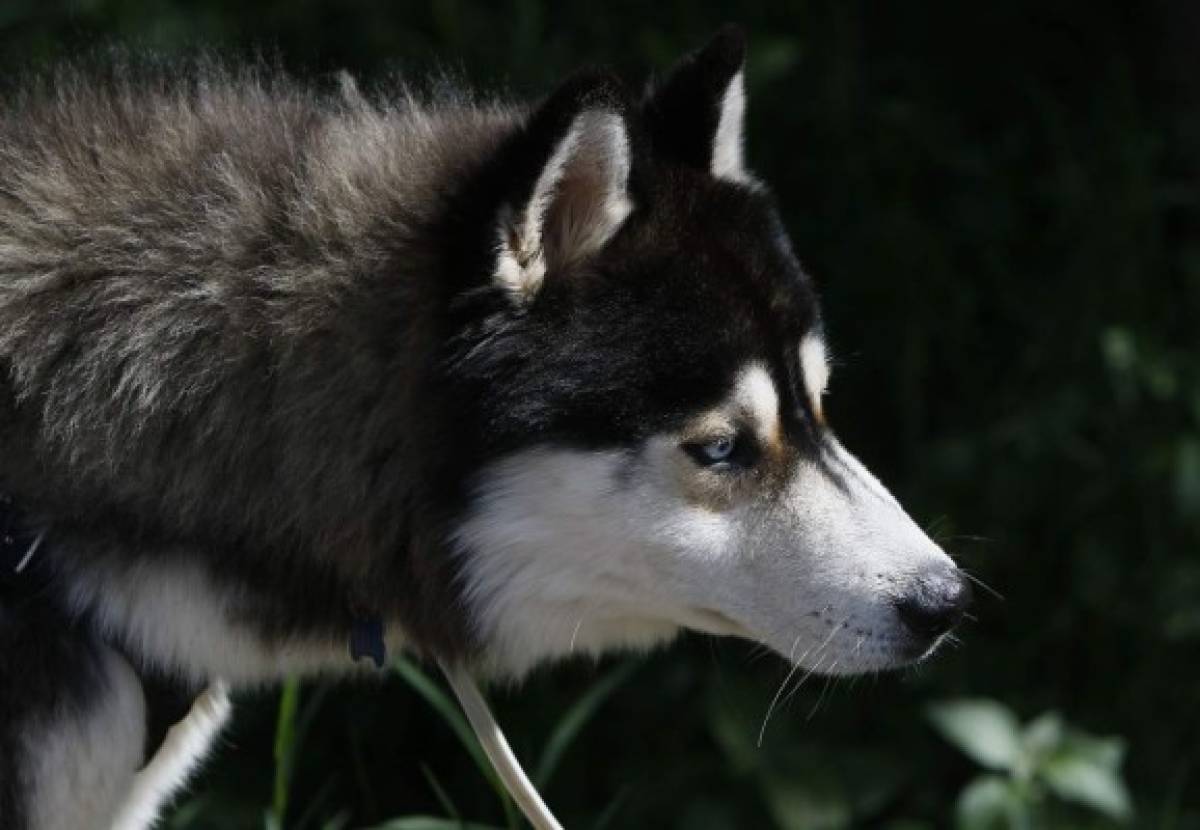 Huskylandia Hn, una manada de amigos unidos por el bien de sus mascotas