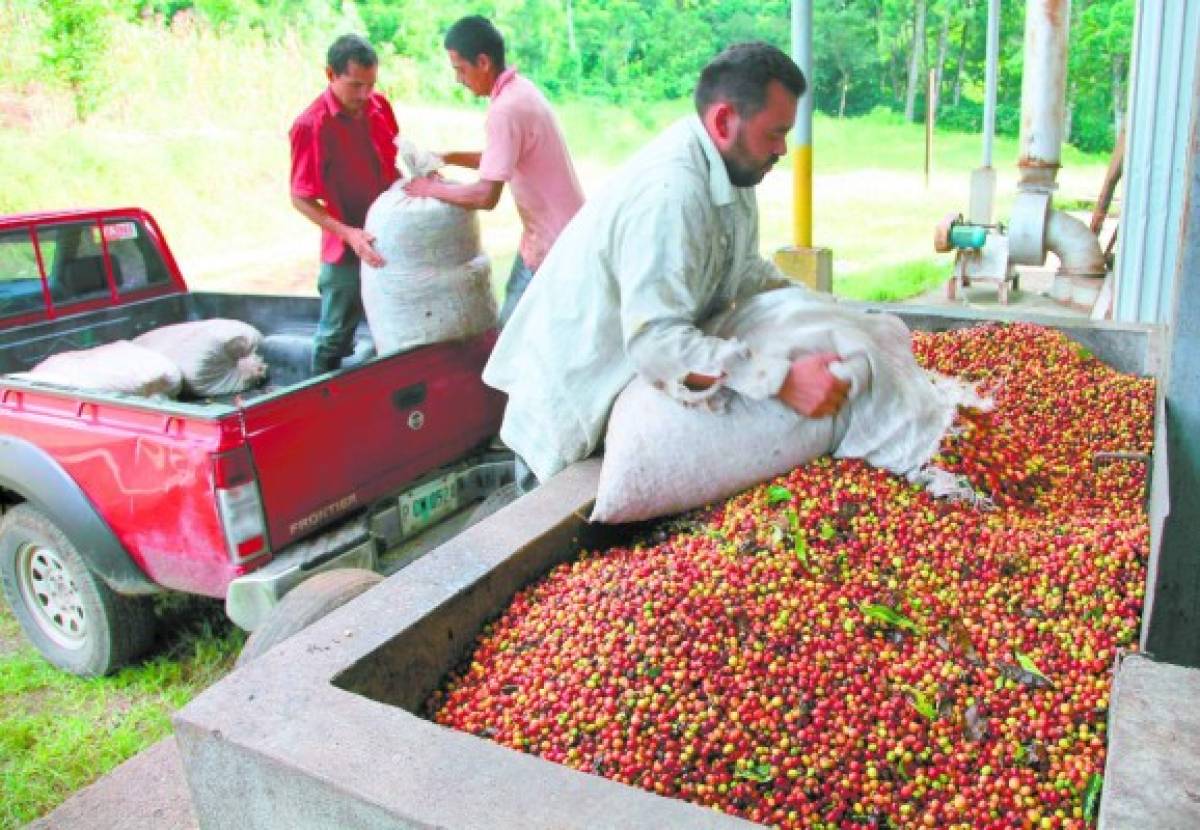Café superará los $200 por quintal