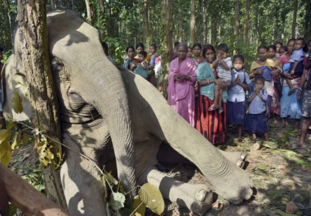 Cazadores furtivos envenenan a 26 elefantes  