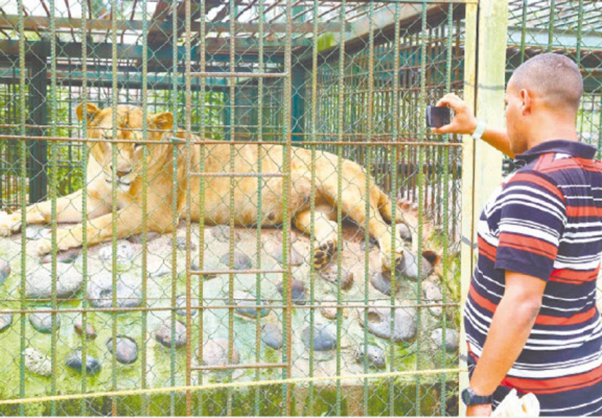 Zoológico Joya Grande seguirá abierto al público