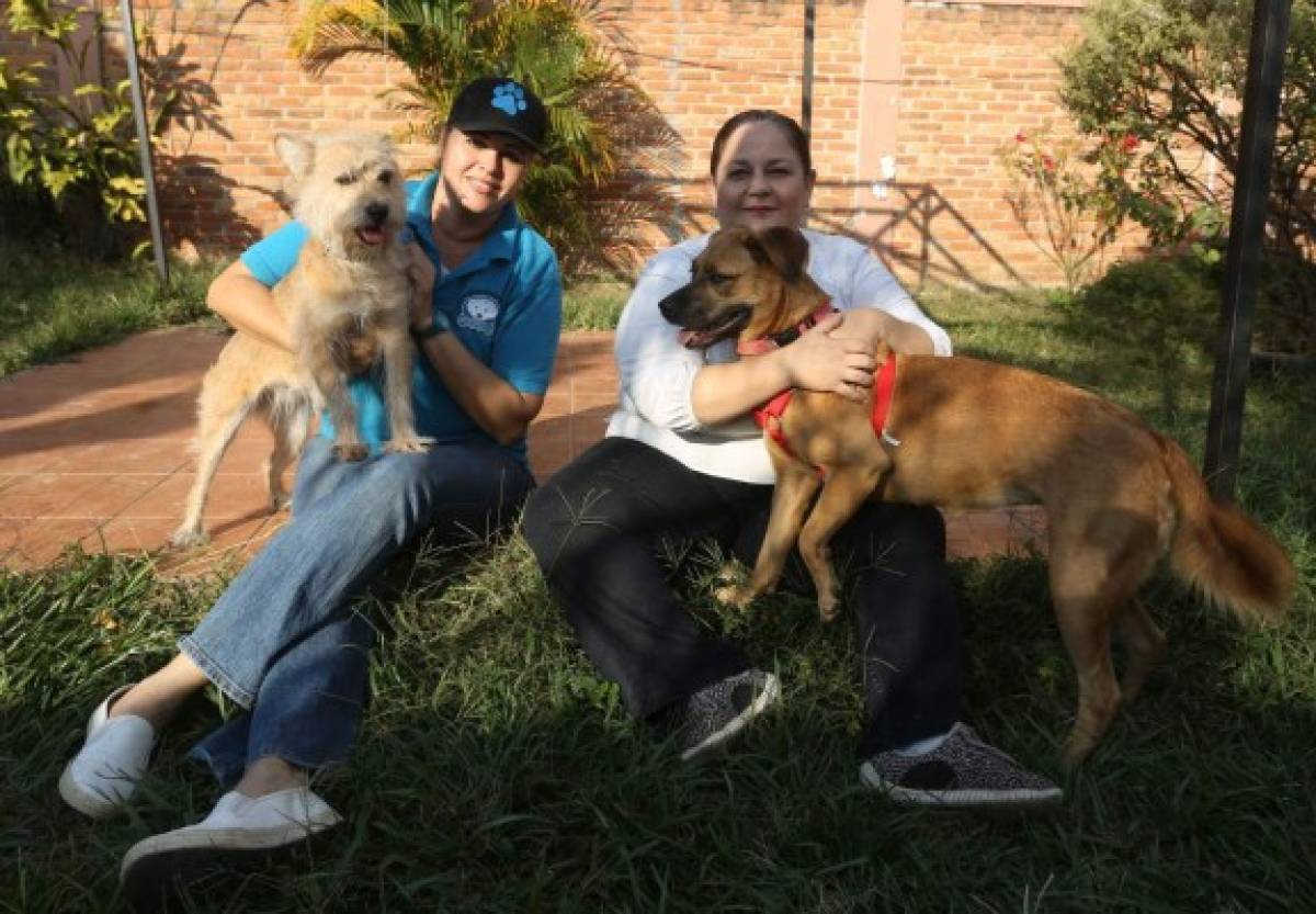 De callejeros a dulces y hogareñas mascotas