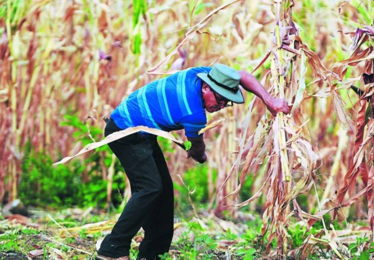 Semillas para postrera piden los campesinos