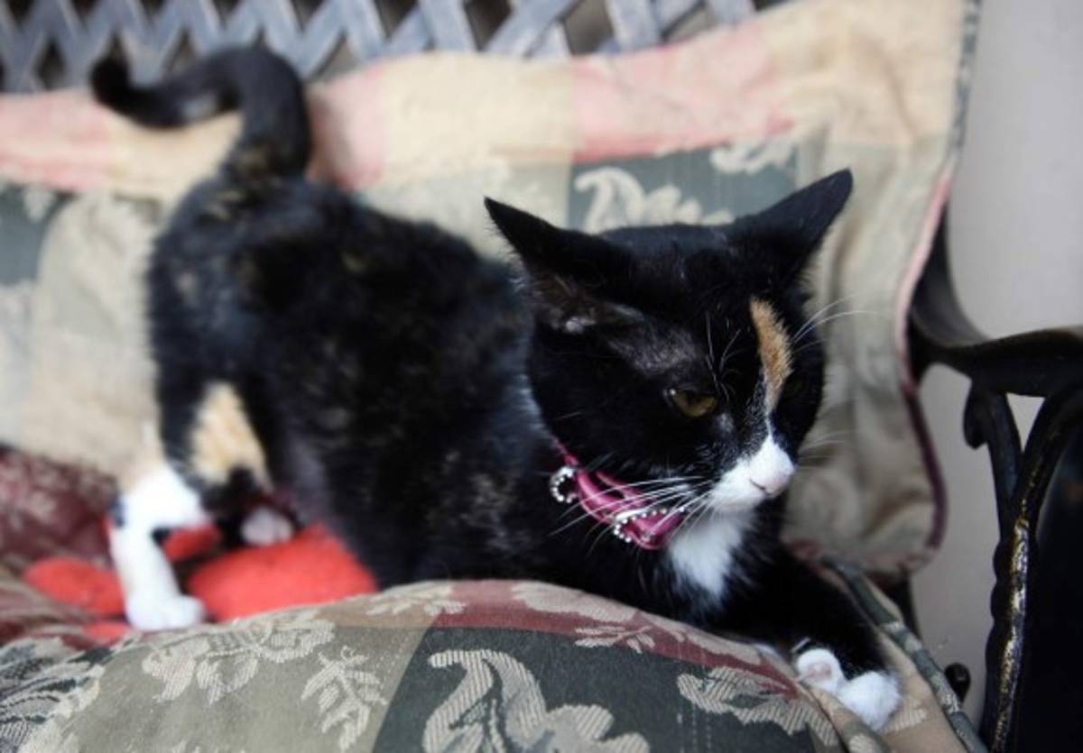 Los animales también merecen respeto