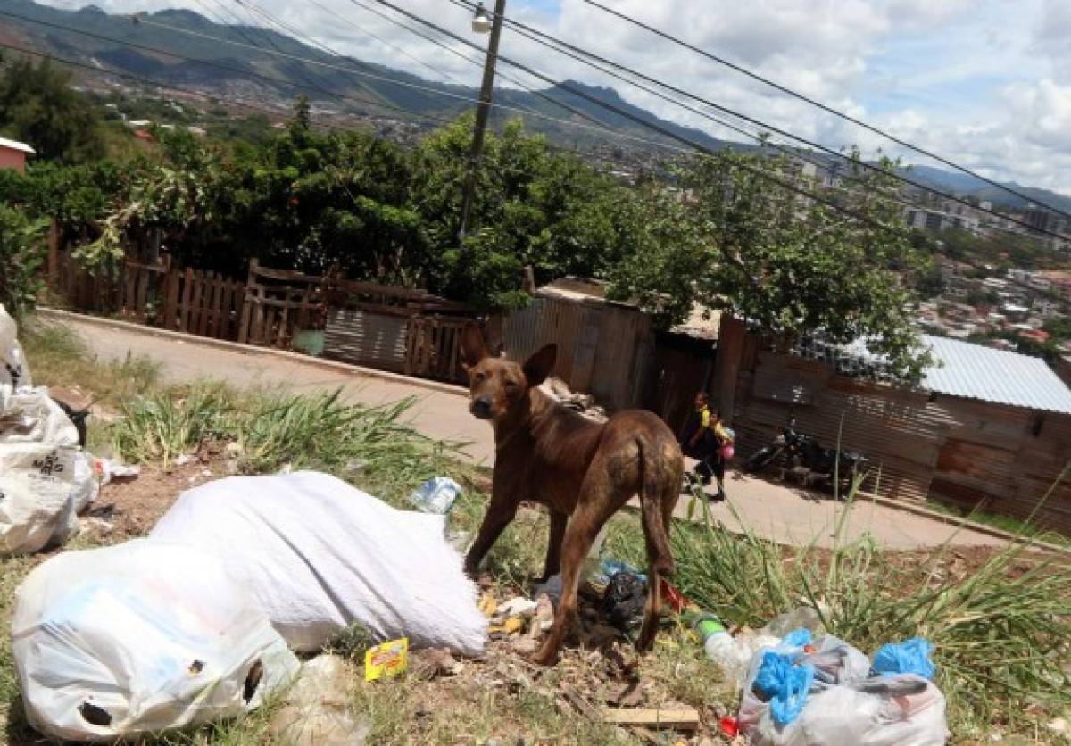 Unas 100 mil mascotas están en el abandono en la capital de Honduras
