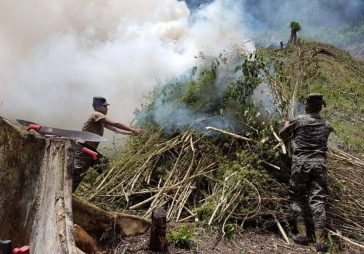 Más de un millón de plantas de marihuana ha destruido Fusina este 2017