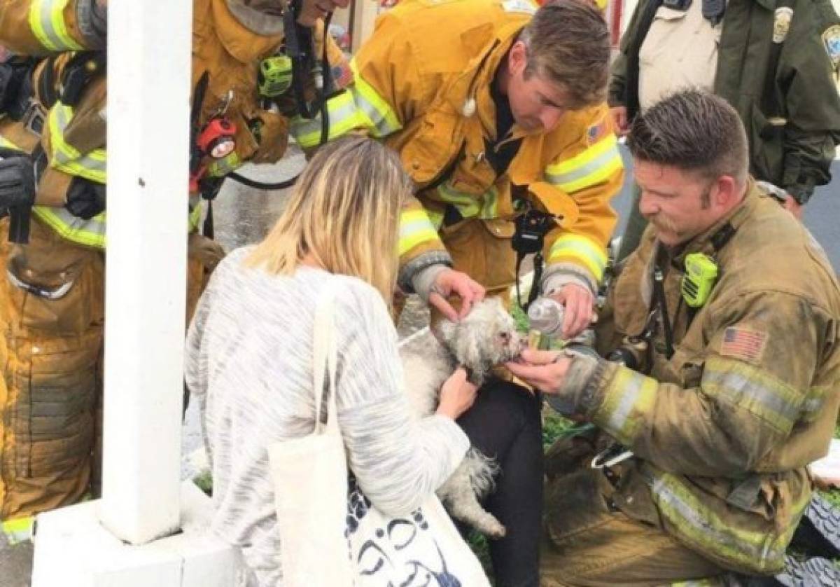 Perro visita al bombero que le salvó la vida