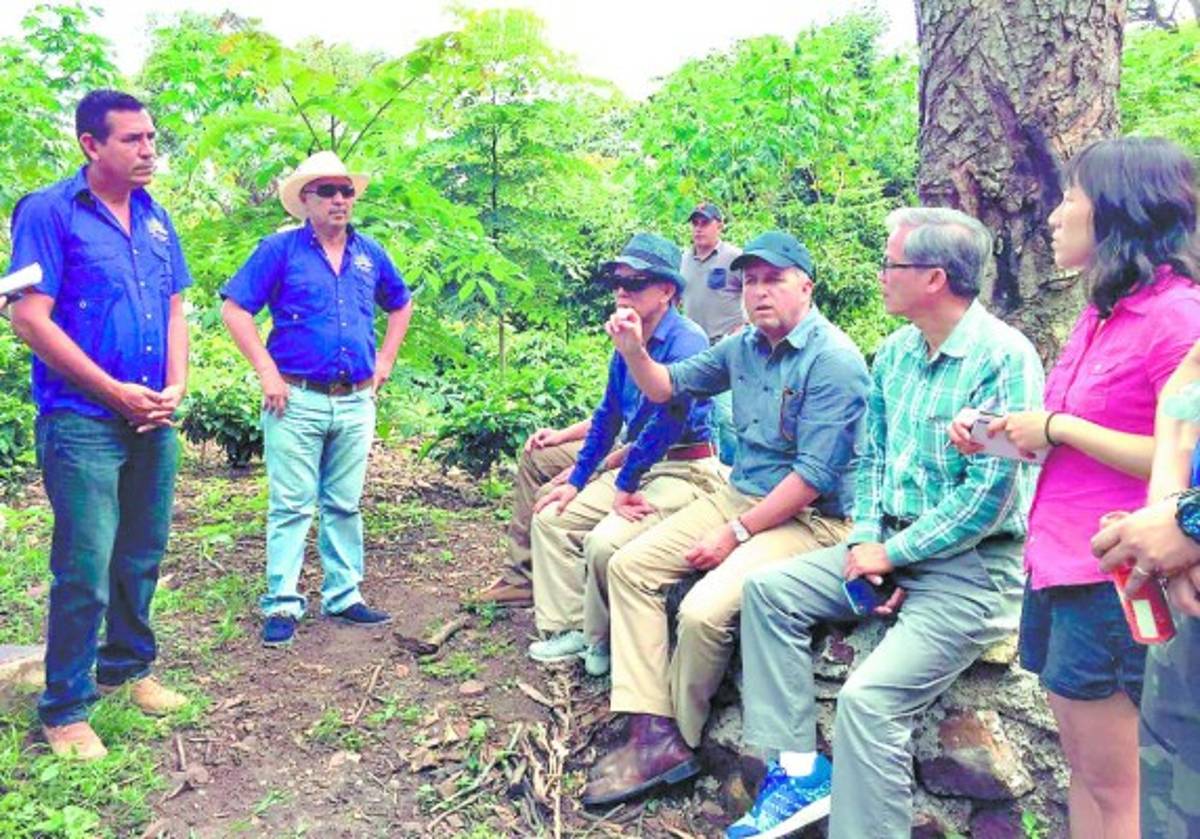 Ricardo Álvarez visita fincas de café con taiwaneses