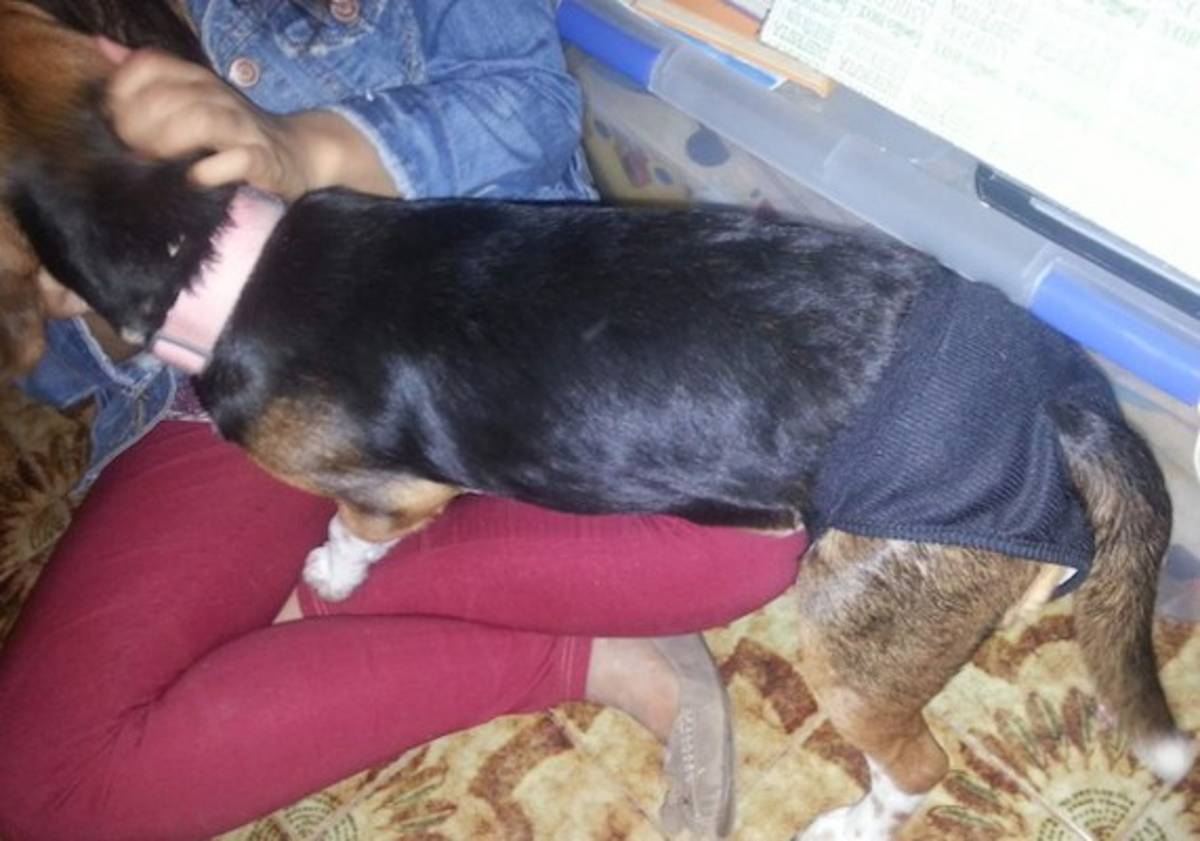 Canadá permitirá que sus habitantes tengan actos sexuales con animales