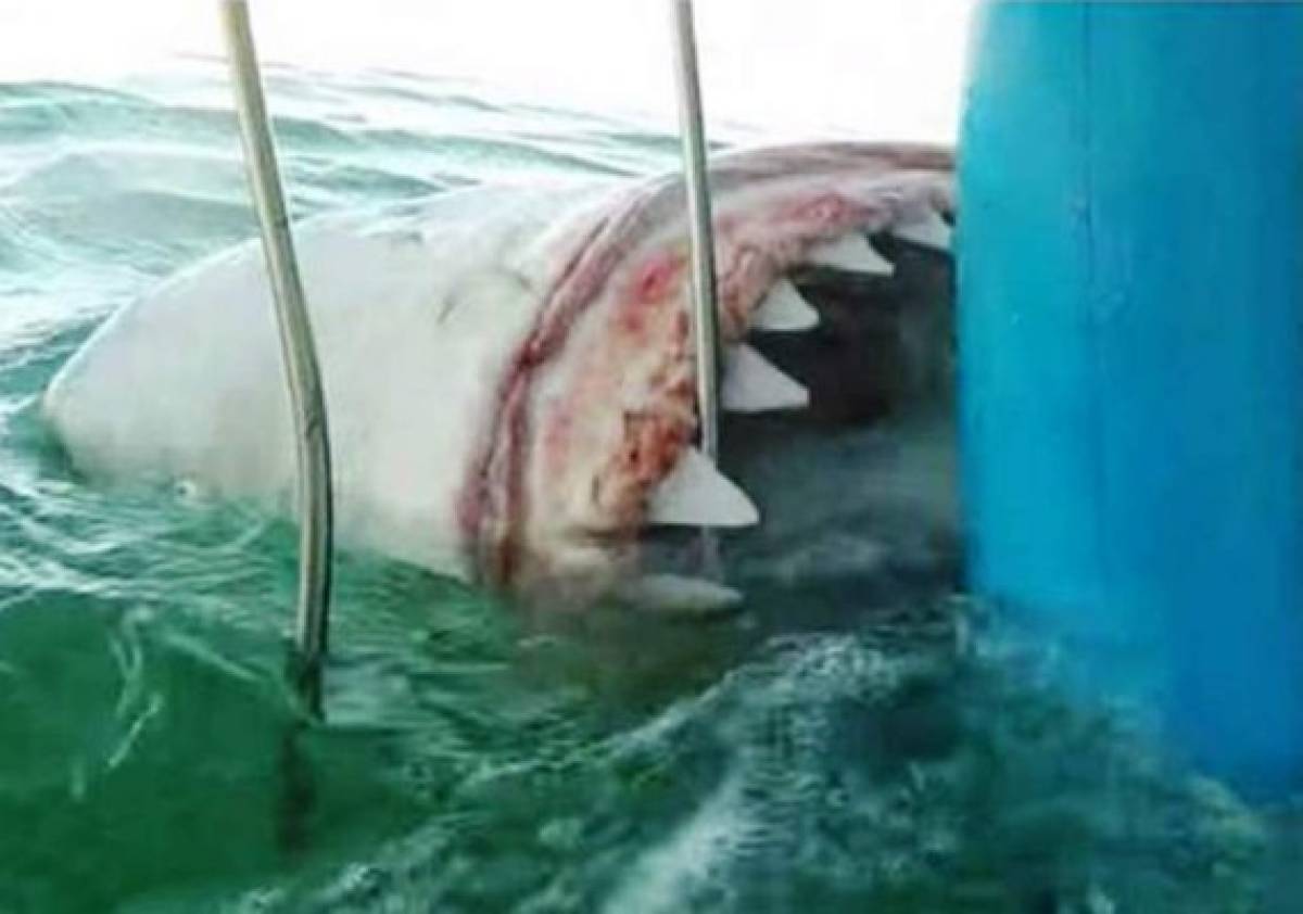 Oblicuo canta un poco VIDEO: Tiburón ataca jaula de turista
