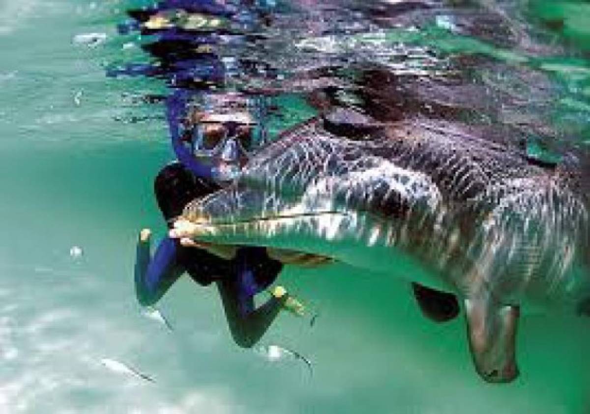 Nadar con delfines o realizar buseo en la barrera coralina una posibilidad en Roatán, Utila y Guanaja.