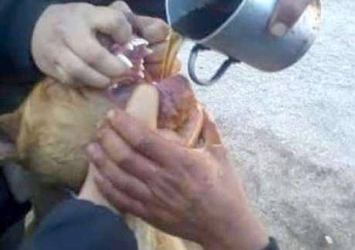 Horror: alcoholizan y violan a perro y lo suben a Facebook