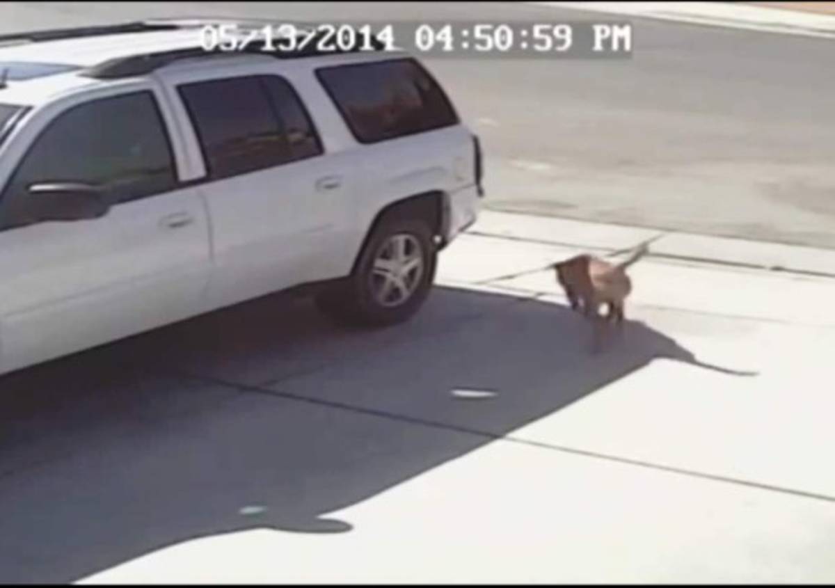 El gato que rescató a un niño del ataque de un perro furioso