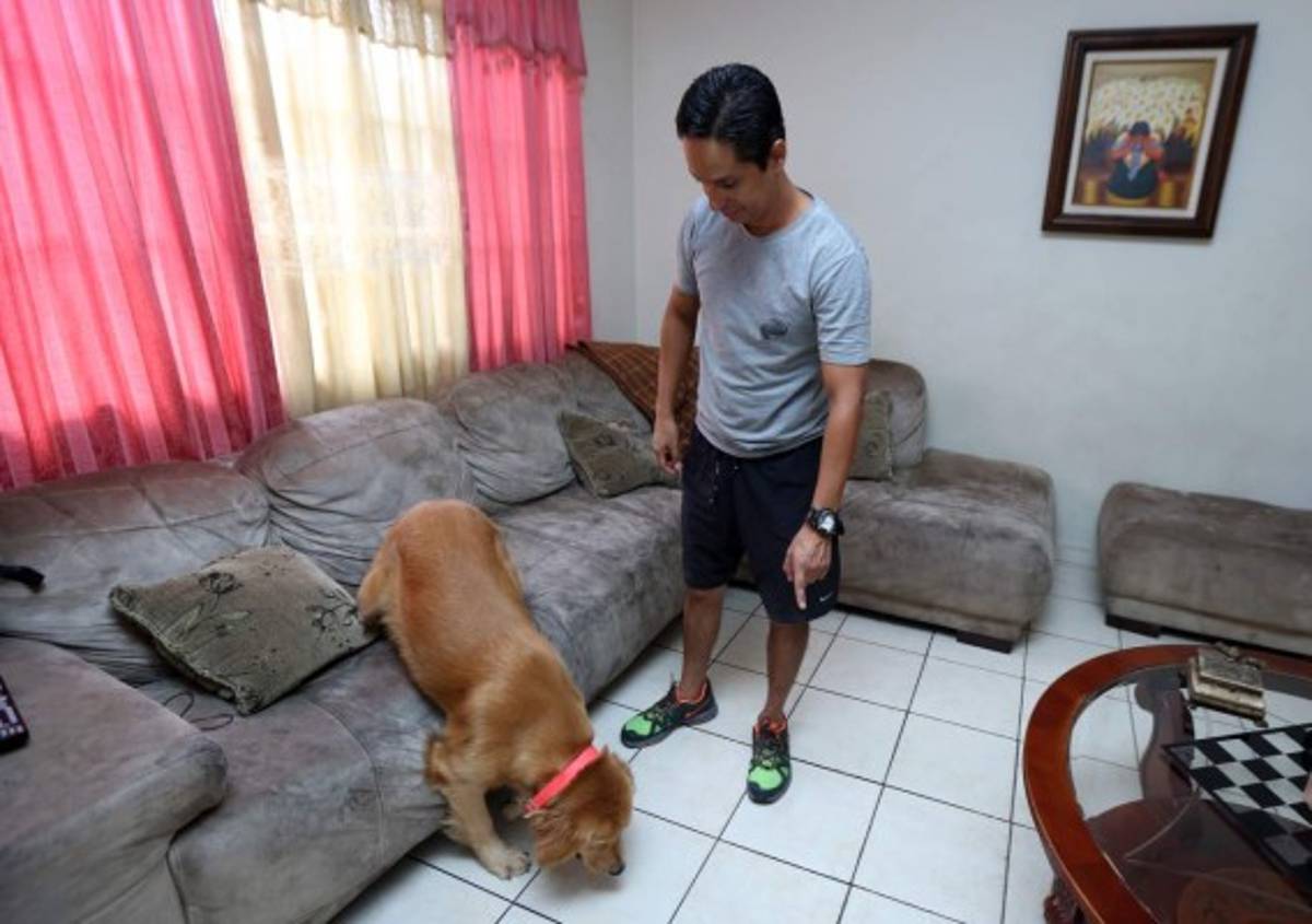 Consejos para entrenar a su perro en casa