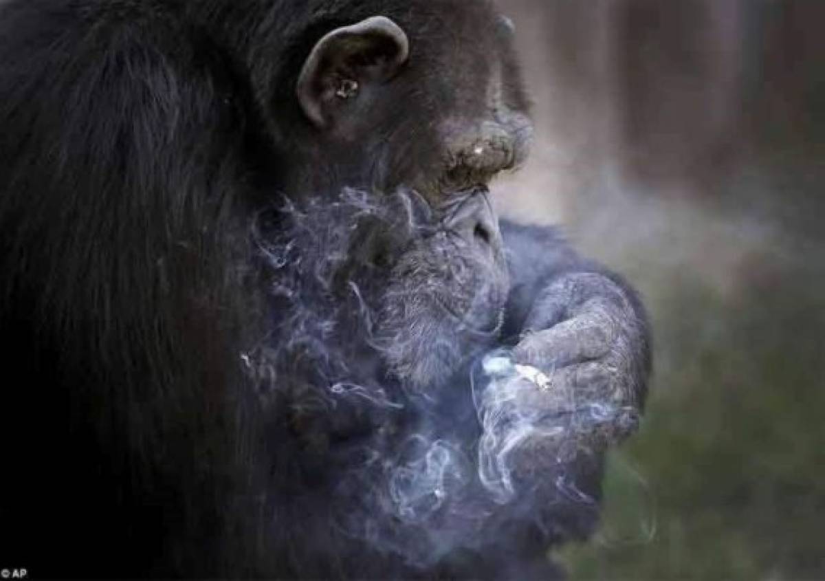Azalea, el chimpancé que fuma 20 cigarrillos al día para divertir a los visitantes