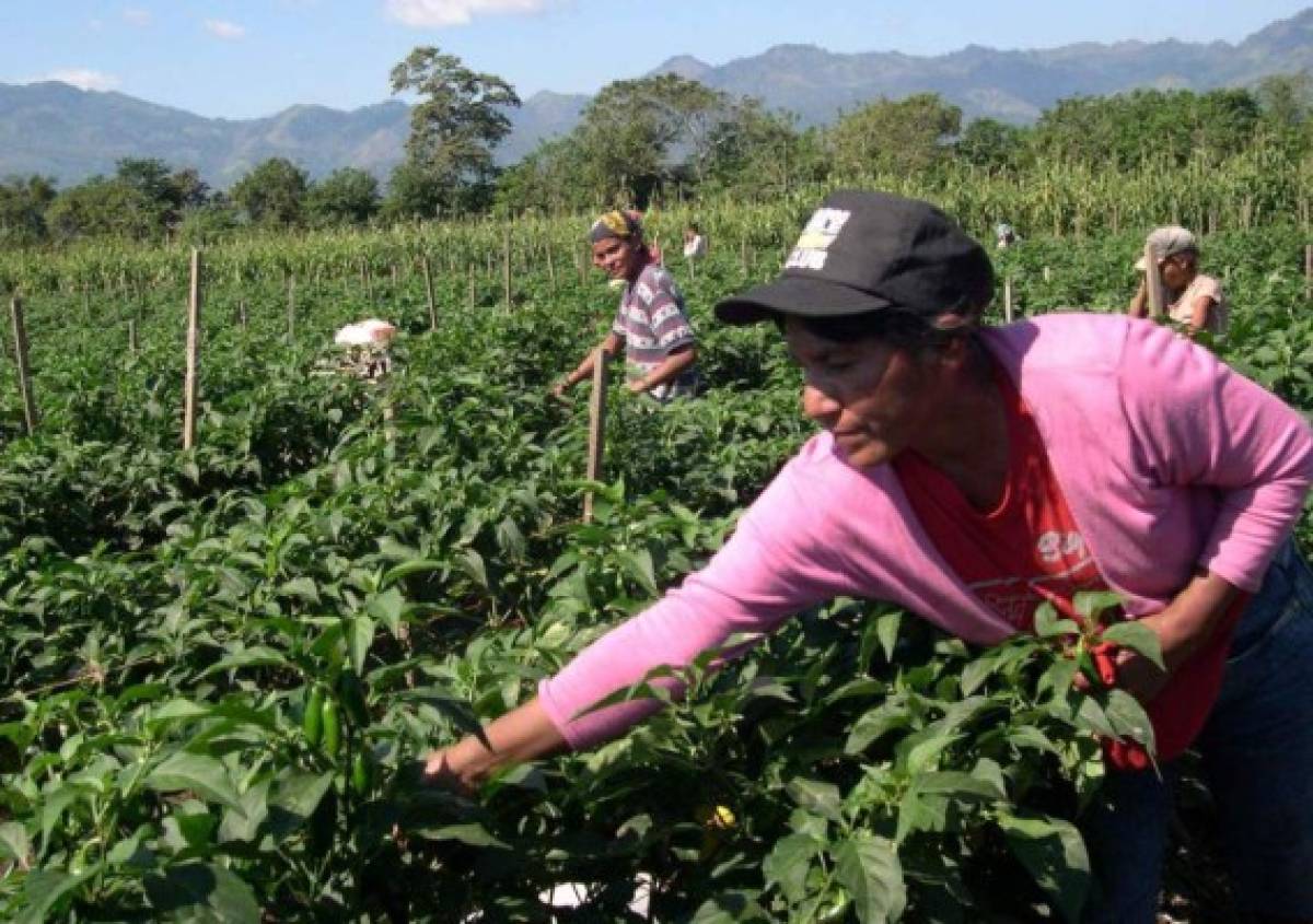 Revisarán exención del 15% del Impuesto sobre Venta en el sector agroalimentario