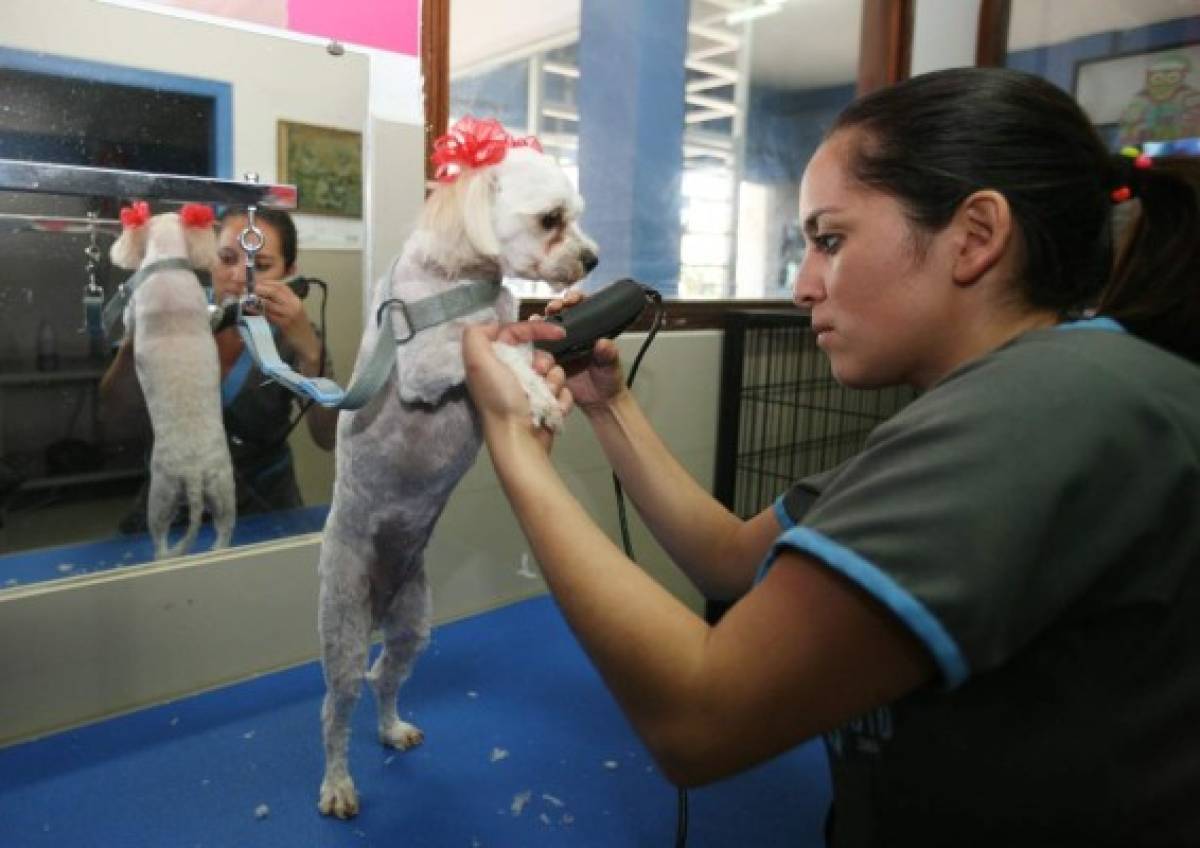 Cachorros se hospedan en hoteles cinco estrellas en Honduras