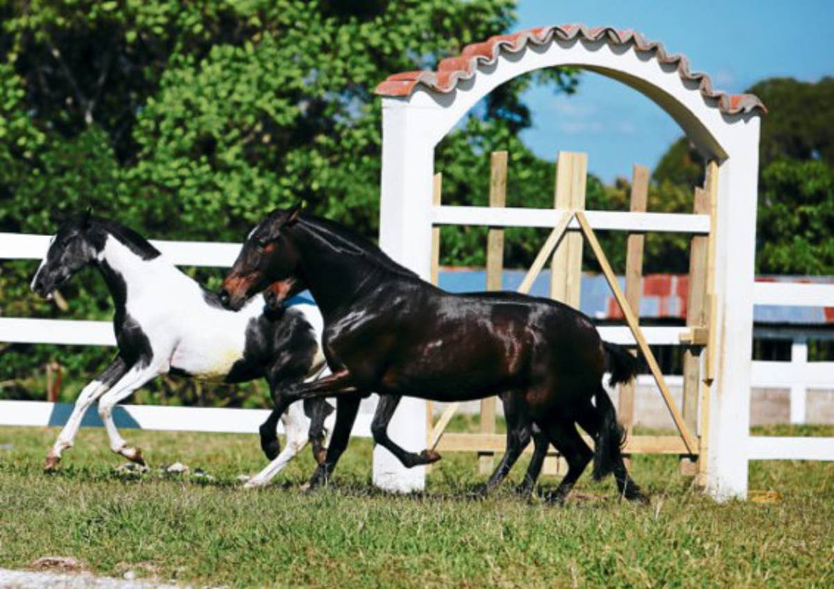 Los caballos tienen una escuela en Talanga