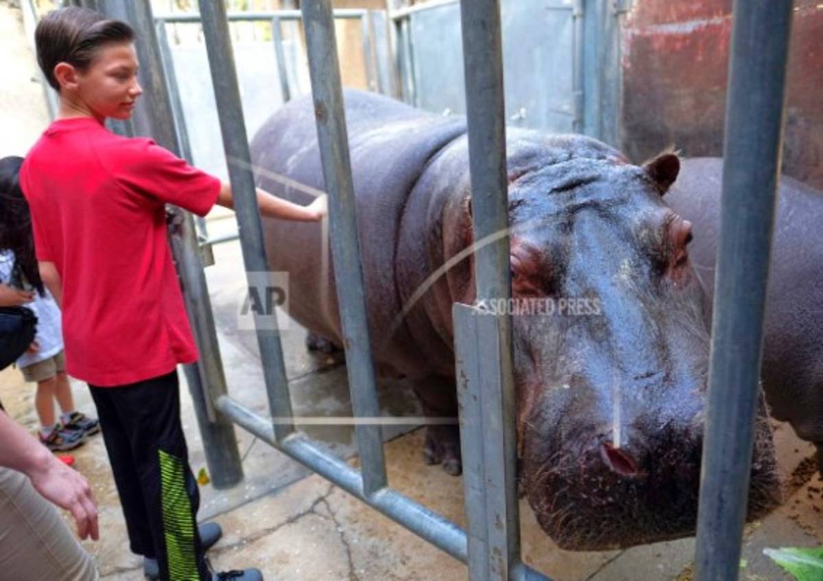 Policía investiga caso de hipopótama golpeada en Los Ángeles