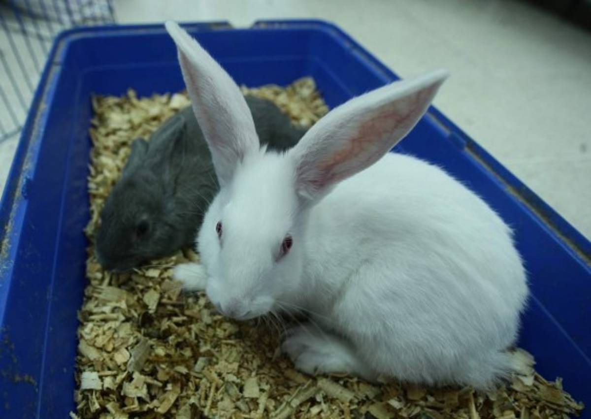 Lo que debe saber de los conejos