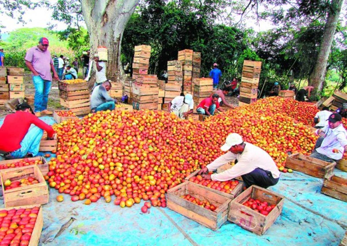Pocos productores han llegado a pagar.