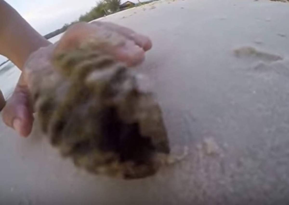 Sorpresa en la almeja