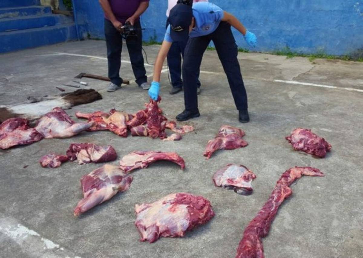 Capturan comerciante que vendía carne de burro en El Paraíso