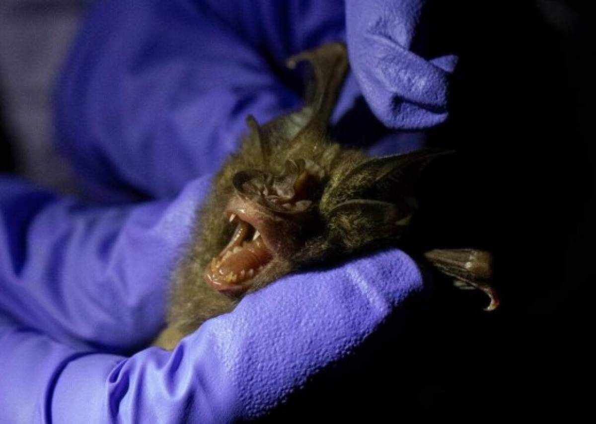 Tailandia rastrea origen del letal covid-19 en murciélagos  