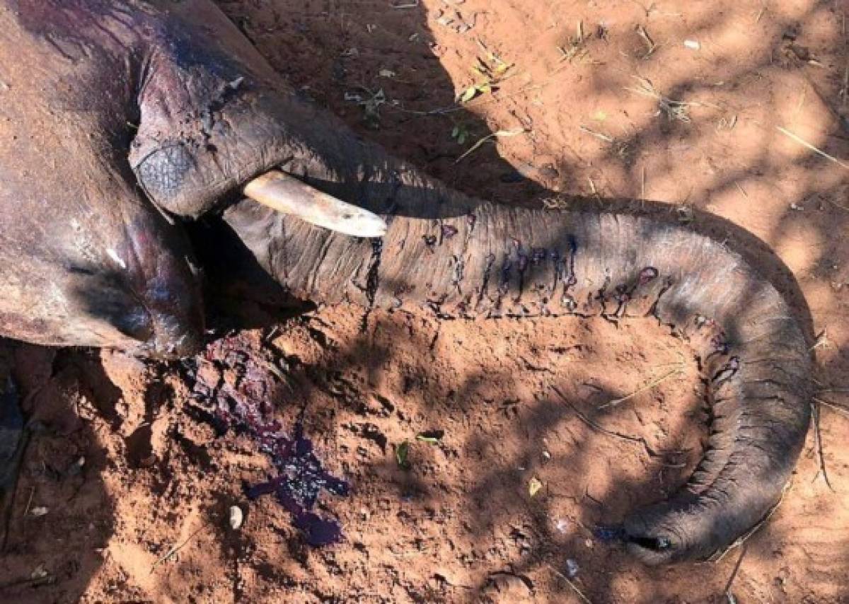Mueren 22 elefantes por comer plantas venenosas en Zimbabue  