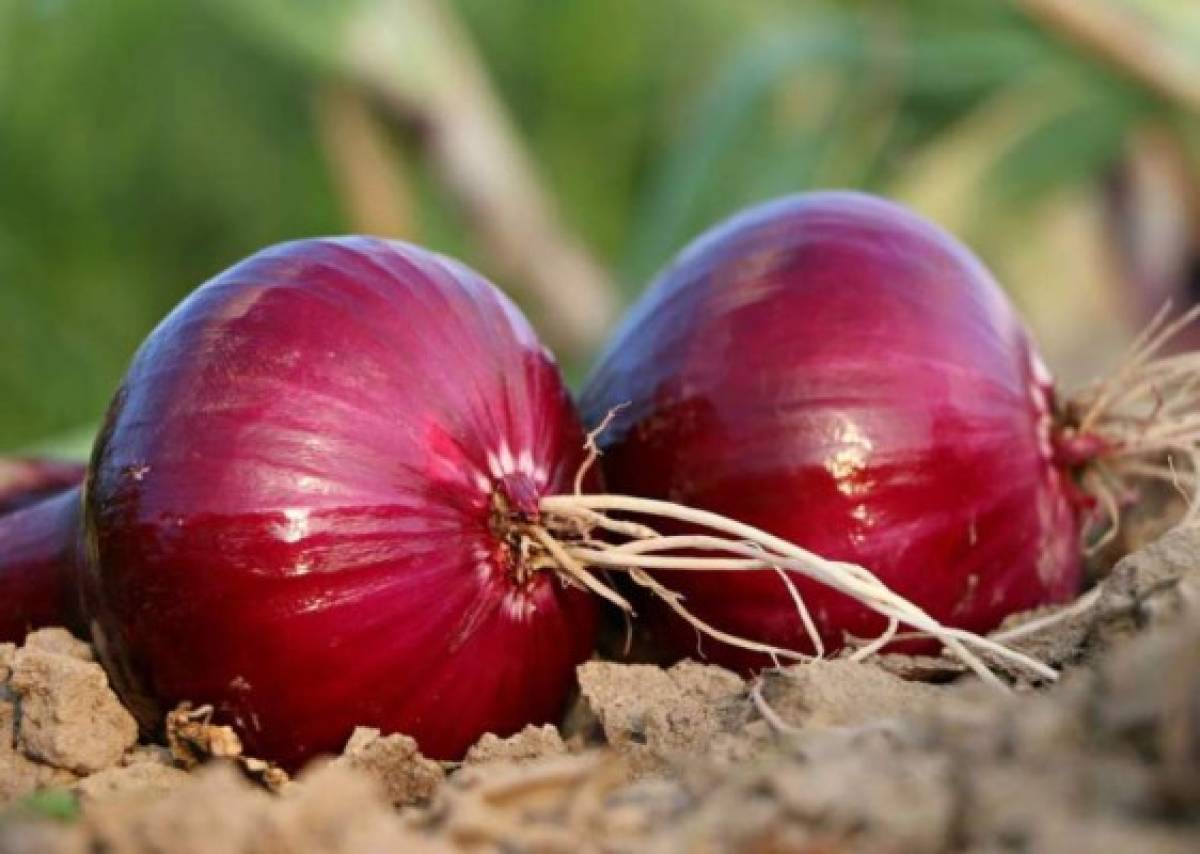 Cómo preparar jugo de cebolla para hacer crecer el cabello